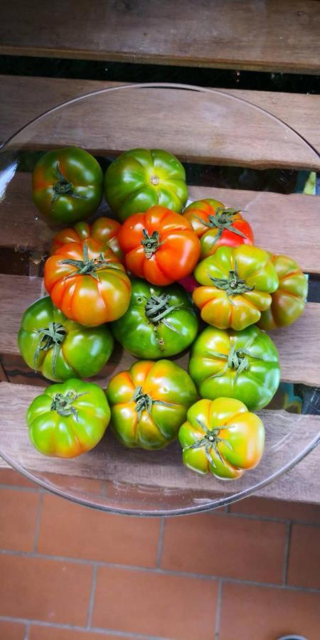 Agriturismo Osteria Du Barba Pe' - Casa Cassini Bordighera Eksteriør billede
